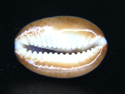CYPRAEA CAPUTSERPENTIS: RARE FREAK @ 26.56MM! FROM MAGSAYSAY!