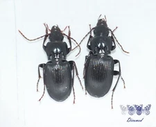 Coleoptera Carabidae Pterostichus micans Male/Female High quality Italy.
