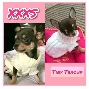 xxxs dog clothes