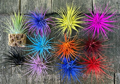 K*5様 Tillandsia ionantha Hawaiian Orange Tillandsia ionantha (orange, enhanced) [2.0-3.0