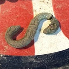 Dug Civil War 💥 🇺🇸 💣  Snake Buckle Piece