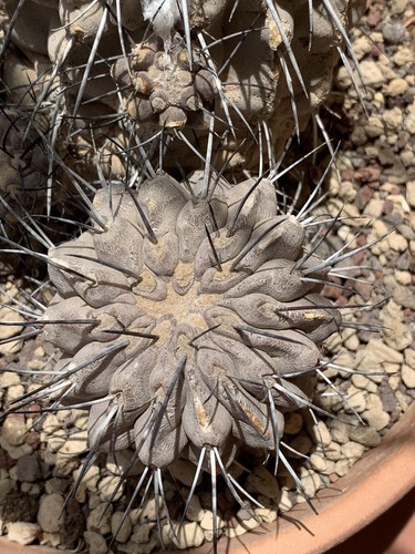 Copiapoa Cinerea Var Dealbata Own Roots Pot 20 Cm - Foto 4 di 7