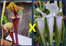 2024 SARRACENIA SEEDS: FLAVA RUBRICORPORA X LEUCO VAR ALBA HCW AVALANCHE
