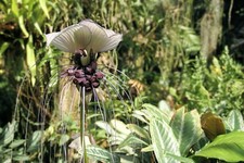 5 Tropical Ornamental Tacca integrifolia White Bat Flower Seeds Very Rare