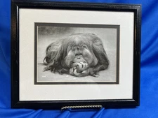 Cute B&W photo of orangutan double matted under glass in black frame, 9"x11"