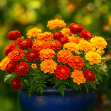 500+ POT MARIGOLD SEEDS AUTUMN MIX🌼 | EDIBLE PETALS | CALENDULA FREE SHIPPING |