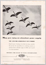 1936 DuPont Conservation Vintage Print Ad Canada Geese Waterfowl Hunting