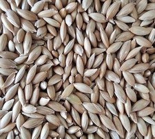 100% Pure Canary Seed Natural Choose size (1-30 Pounds)