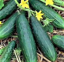 Spacemaster 80 Cucumber Seeds   60+ SEEDS  NON-GMO  --BUY 4 ITEMS FREE SHIPPING