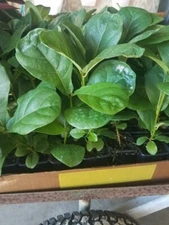 Ficus Lyrata - Fiddle Leaf Fig Suncoast Tropical Starter Plant