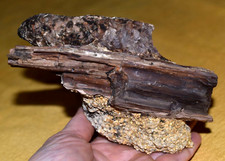 Rare Fossil Spruce Cone Mid Miocene Pinecone Petrified Wood Virgin