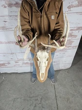 Wild 10 Point Whitetail Deer Antler Rack Horn Skull European Mount Man Cave 123"