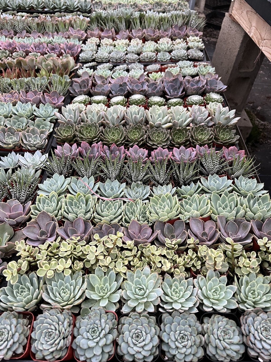 Christmas succulents color pack (60 Pack)