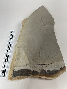 Fossilized Bird Tracks Solider Summit Utah Green River Formation.