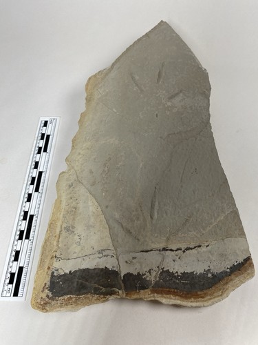Fossilized Bird Tracks Solider Summit Utah Green River Formation.