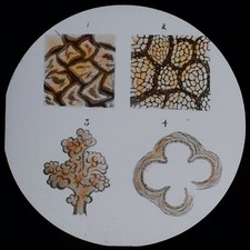 THE HUMAN BODY NO29 LUNGS C1910 Magic Lantern Slide MEDICAL ILLUSTRATION