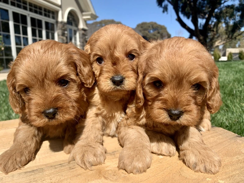 buy white golden retriever puppy