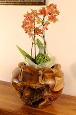 Radica Fioriera Teak Legno Massello Orchidea Vaso da Fiori Lavorato a Mano Unico