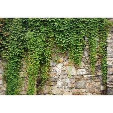Yeele 20x10ft Green Leaves Wall Backdrop Spring Rustic Green Vine Plants Vint...