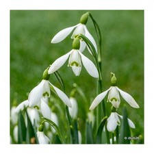 Galanthus nivalis (Single Snowdrops) Bulbs bulbs FREE NATIONWIDE DELIVERY