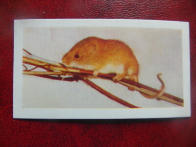 Trade card :  1960 Horniman's Tea ''Pets'', No.20, 'Harvest Mouse' .