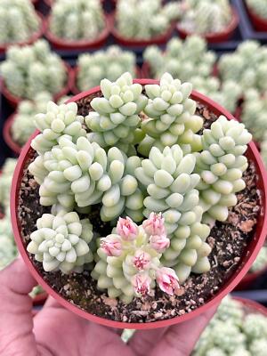 Donkey Tail (Sedum Morganianum) - Live Succulent Plant for Home & Garden |  eBay