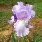 Tall bearded Iris rhizome "MARY FRANCES"  Larry Gaulter  1973  AWARDS! — photo 5