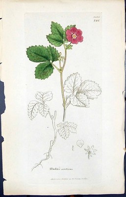 Alter Druck Rubus Aretieus Colour Smith Sowerby 1847 Britische Pflanzen Botanik 19.