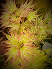 Japanese Maple Ikande