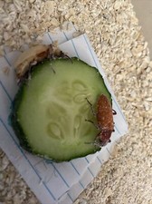 Superworm Beetles 5-1000