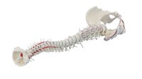 Anatomisches Modell, WirbelsäUle Mit Becken, Muskelbemalung