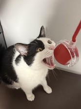 Interactive Moving Cat Toy Obstacle Avoidance Automatic Rolling Ball