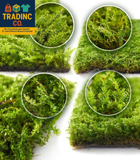 Live Moss 4-Pack Each 3.5"X7"   Real Mixed Moss for Terrariums, Reptile Habita