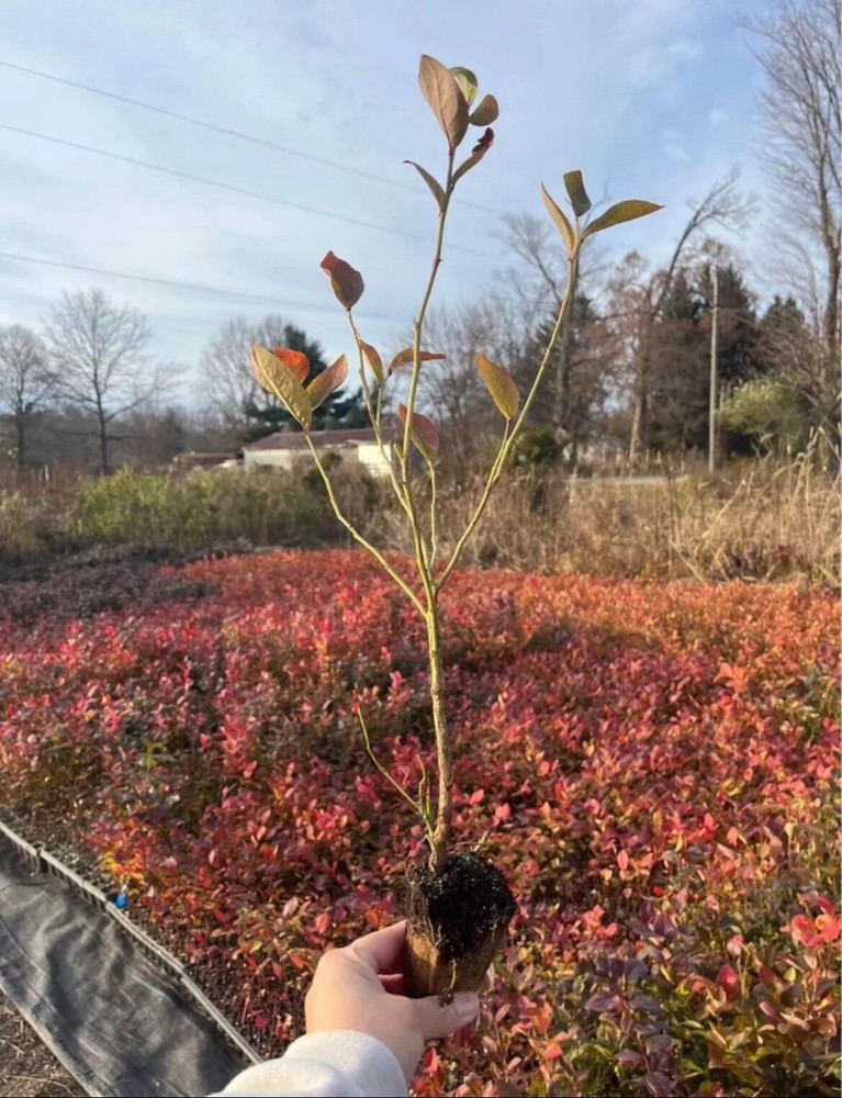 Blue Crop Blueberry Plants