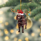 Boykin Spaniel Dog Christmas Ornament, Boykin Spaniel Dog Xmas Lights Ornament