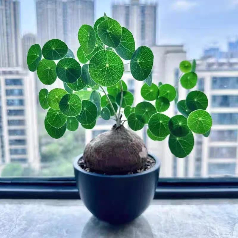 Stephania erecta (not climbing form ), one bulb only about 4cm Succulent plant
Opens in a new window