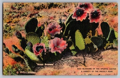 Postcard - Blossoms Of The Opuntia Cactus A Variety Of The Prickly Pear