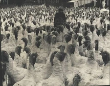 1972 Press Photo Turkeys to be taken to Swift & Company's processing plant