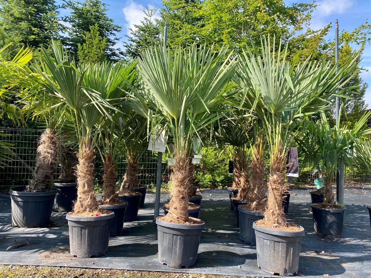 Palma da dattero Artificiale, 28 Fronde, 180cm - Palma Decorativa/Palmizio