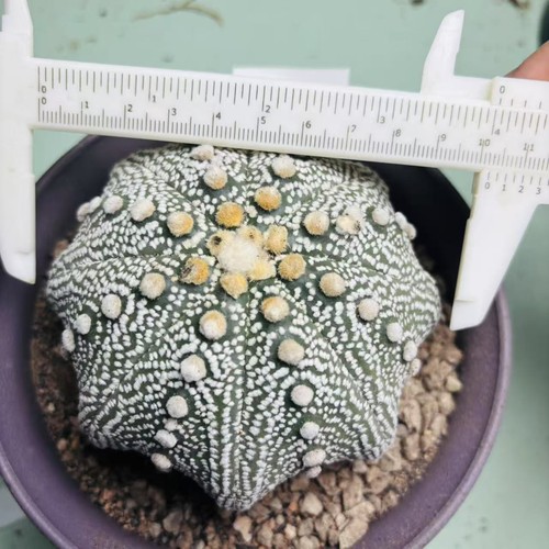 Pianta SucculentaViva Astrophytum asterias 'Rensei' 'Miracolo' WYSIWYG coltivata a semi - Foto 6 di 6