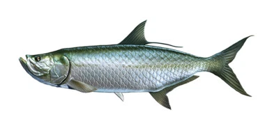 Tarpon Fish Sticker Fishing Boat Kayak Laptop Car Vehicle Window Bumper Decal