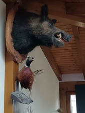 trophée de chasse gibier