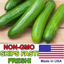 Spacemaster Cucumber Seeds - Easy to Grow, Delicious, Non-GMO