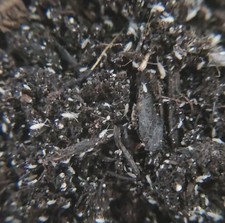 100 White Springtail Starter Culture