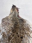 Sharptail Grouse Skin Pelt Fly Tying Feathers Boraxed Hackle — photo 3