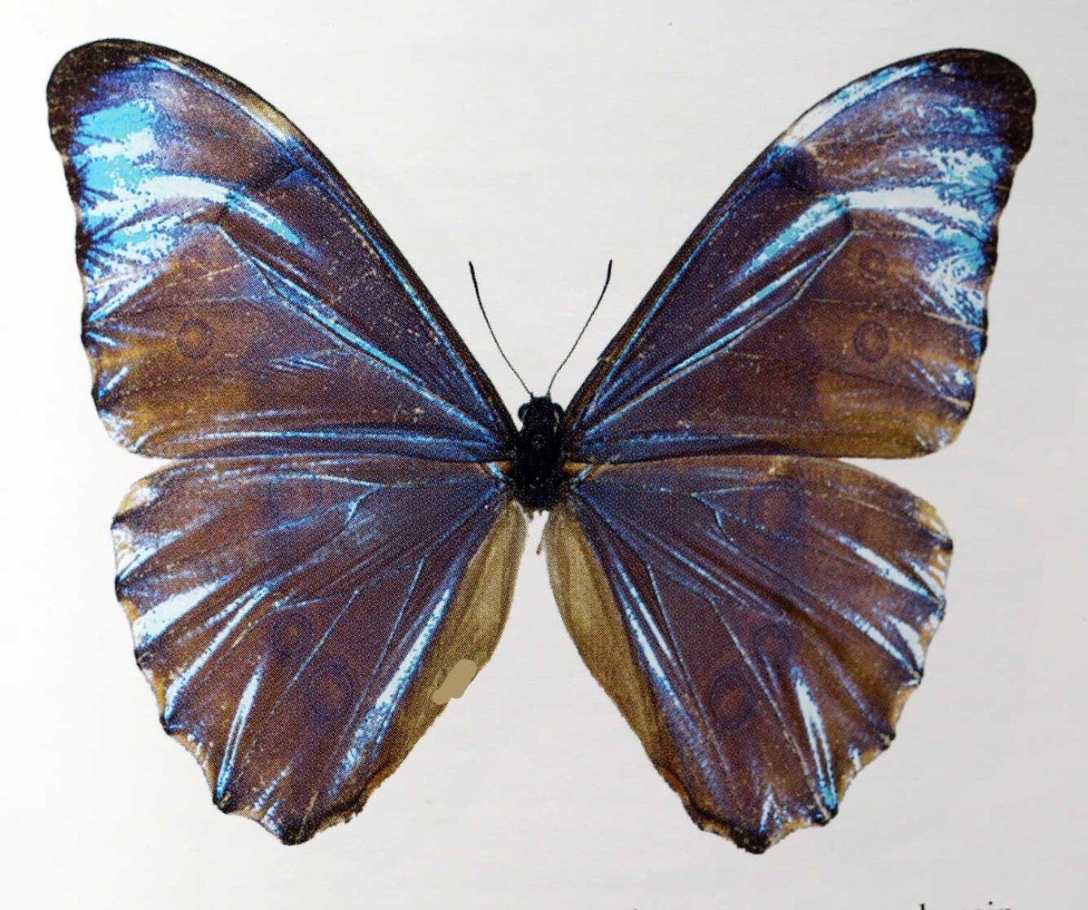 MORPHO AURORA ISIDORSSONI - unmounted butterfly | eBay