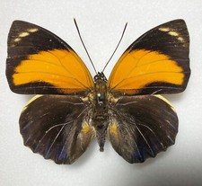 Agrias for collectors | rare Agrias butterflies