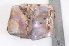 Fossil Pierre Shale Sutured Baculite Ammonite 1 lb 3 oz rough lot R — photo 3