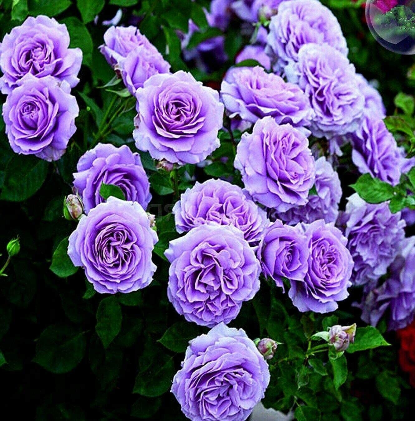 PURPLE CLIMBING ROSE Bush Hardy Zones 3-9! Scarlet Double Flowers ...