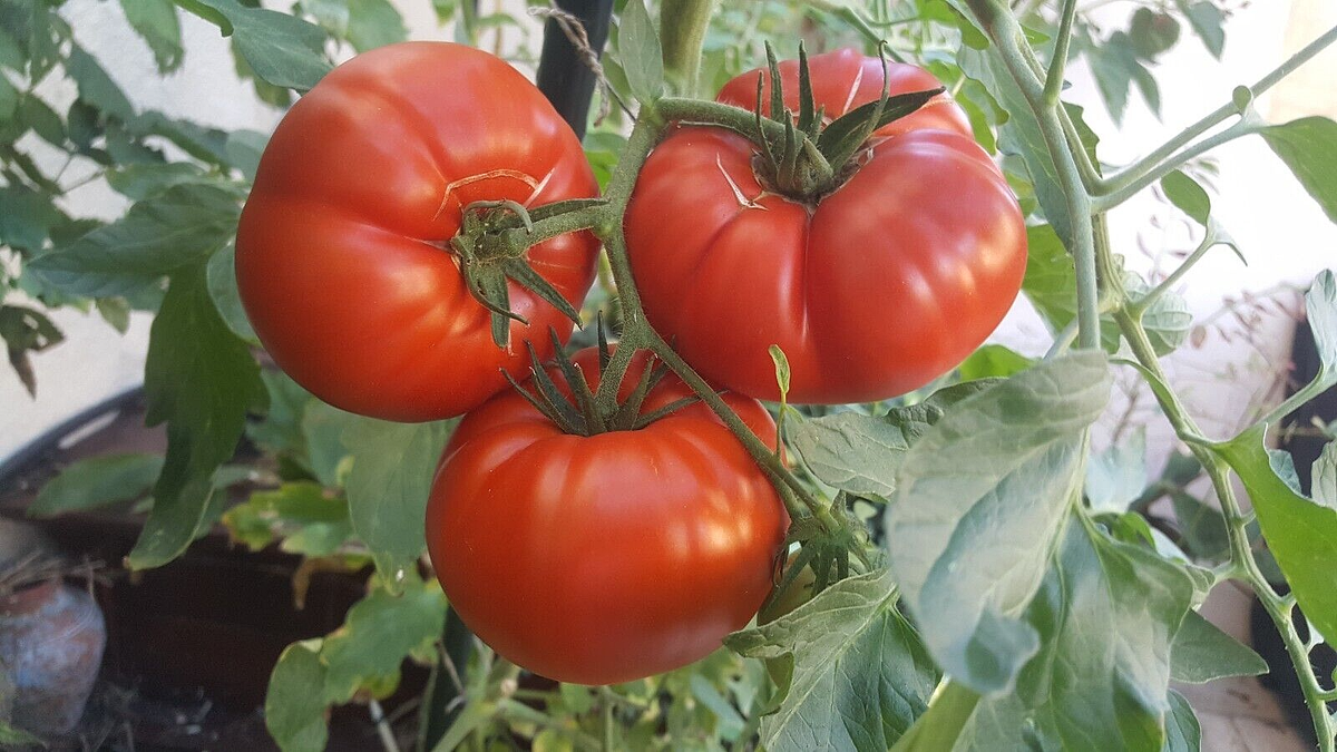 Tomate Saint Pierre - -légumes Fruits